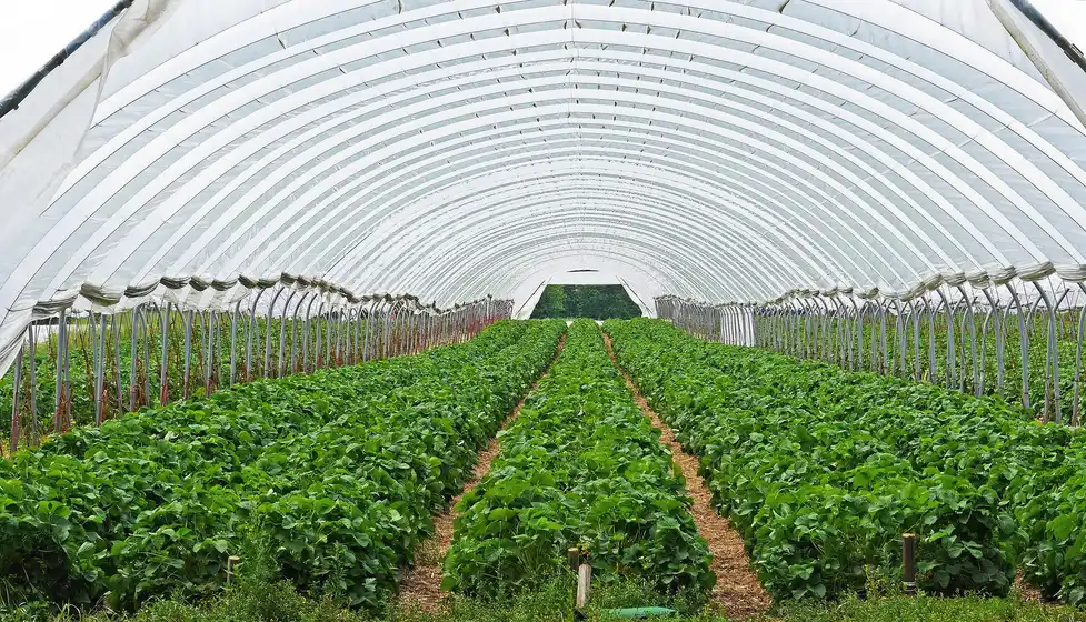 greenhouse tunnel